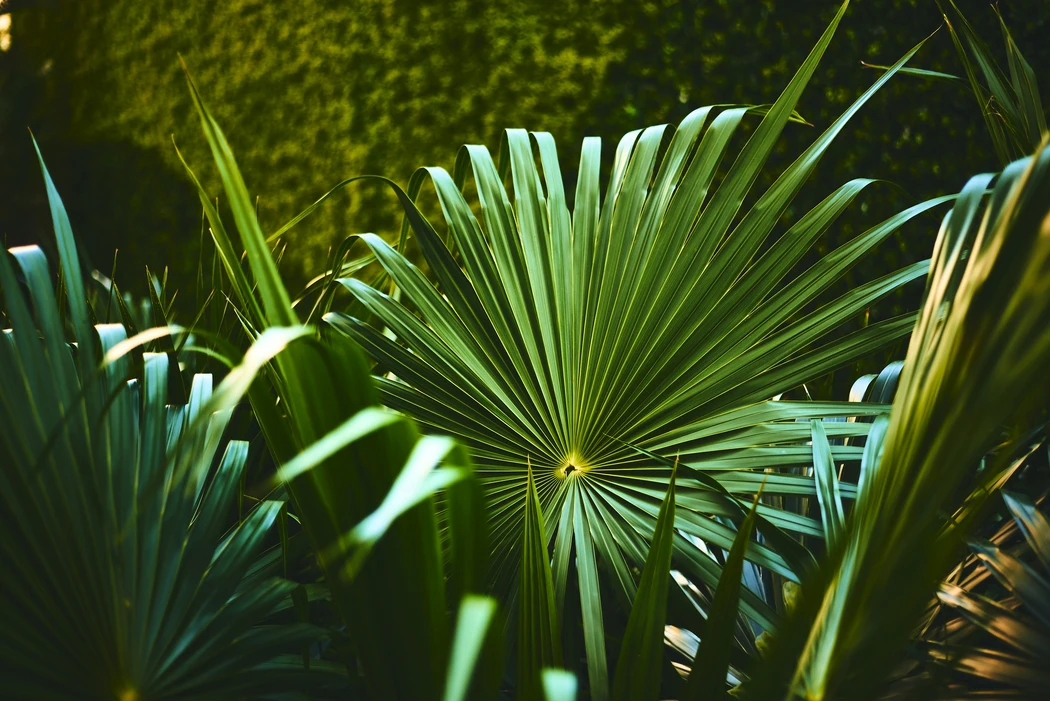 plants in a green and lush forest